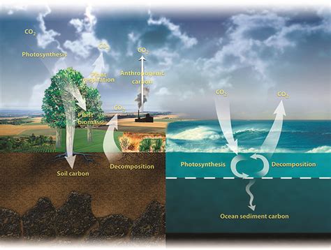 Carbon Farming Center For Regenerative Agriculture And Resilient