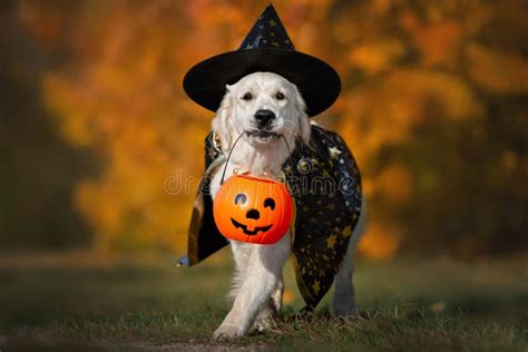 Golden Retriever Dog Posing with a Pumpkin in a Costume for Halloween Stock Image - Image of ...