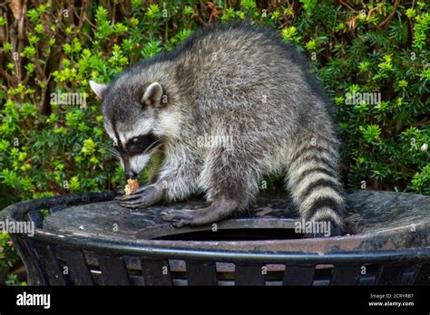 Mapache comiendo comida fotografías e imágenes de alta resolución - Alamy