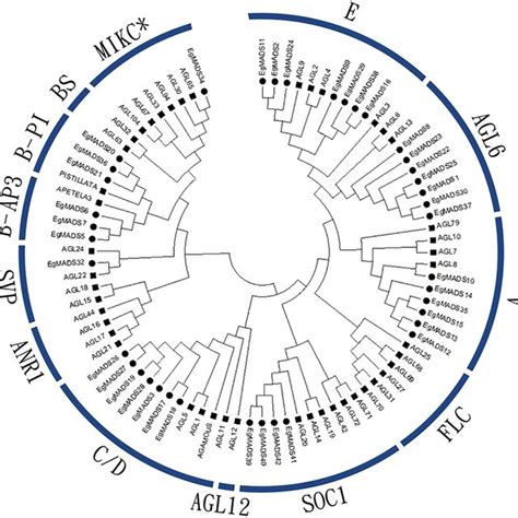 Conserved Motif Analysis Of E Guineensis Mads Box Proteins Download