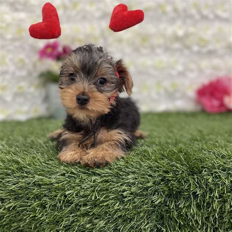 Yorkshire Terrier For Sale Pet Express Braintree