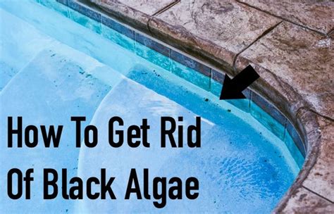 How To Get Rid Of Black Mold On Pool Deck Clevelandmallegni