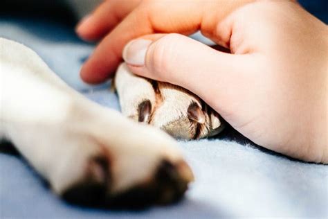 Qu Cantidad Debe Comer Un Perro Bodeguero Andaluz Vimar Alfambra