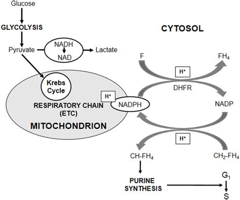 Role Of Cellular Redox State In The Control Of Cell Cycling The Core