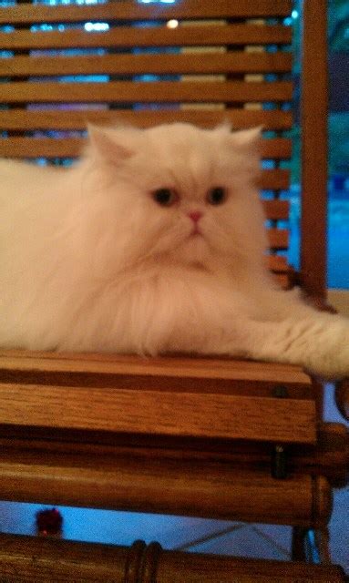 Murphy Blue Eyed White Persian Treasured Kittens