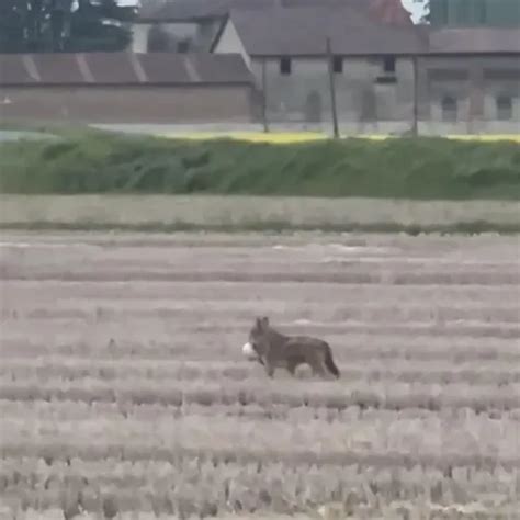 Basso Lodigiano Un Lupo Attacca Un Agnellino Nei Campi Tra Zorlesco E