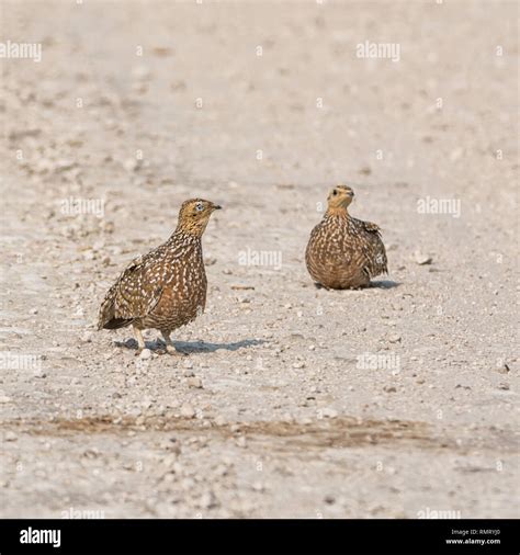 Female Burchells Sandgrouse In Namibian Savanna Stock Photo Alamy