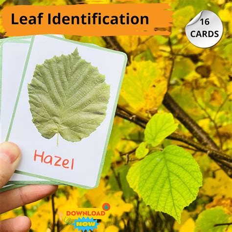 Leaf Identification Cards For Nature Learning And Forest School Tree