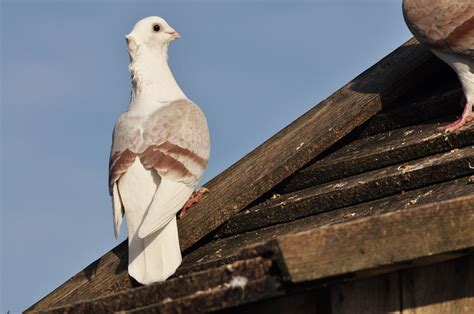 Taube Vogel Bird Kostenloses Foto Auf Pixabay Pixabay