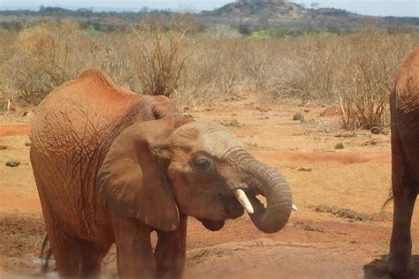 Tripadvisor 2 Dagen Tsavo East En Saltlick Aangeboden Door Bigzone