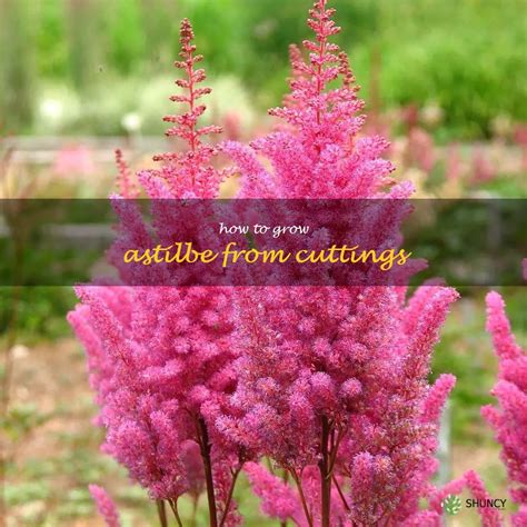 Unlock The Secrets Of Growing Astilbe From Cuttings Shuncy