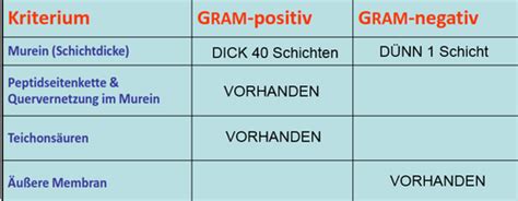 Ü6 Mikroskopie Gram Färbung Karteikarten Quizlet