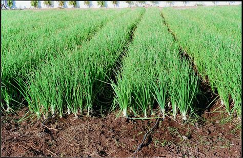 Grow High Quality Onions With Efficient Drip Irrigation