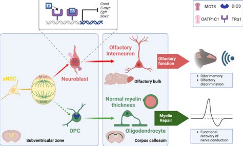 Frontiers Thyroid Hormone Action In Adult Neurogliogenic Niches The