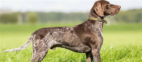 German Shorthaired Pointer Puppies For Sale German Short Tail Pointer