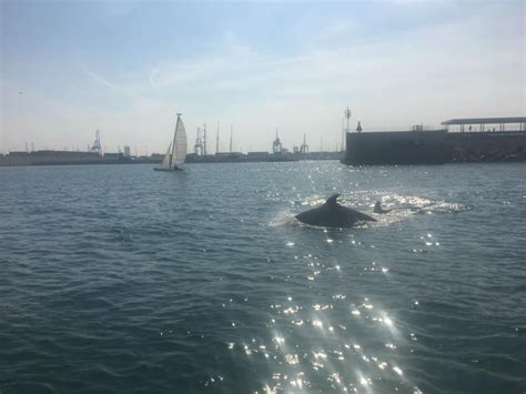 Un Grupo De Delfines Se Pasea Por El Puerto De Val Ncia Levante Emv