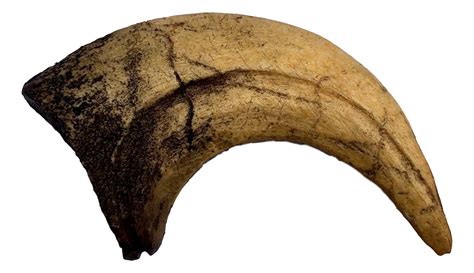 Buy Velociraptor Claw Replica - Museum Quality - Fossil Dinosaur ...