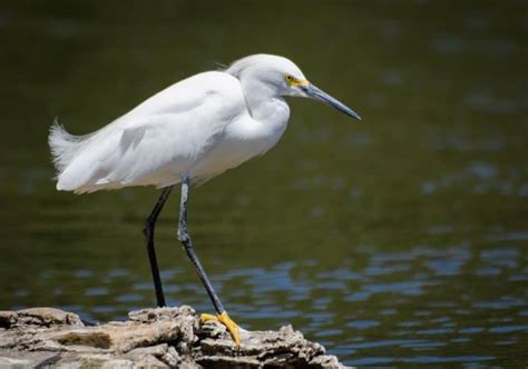 Heron Symbolism: 16 Spiritual Meanings Of Heron