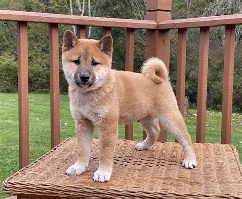 Shiba Inu Özellikleri ve Bakımı Petara Evcil Hayvan Sahiplendirme