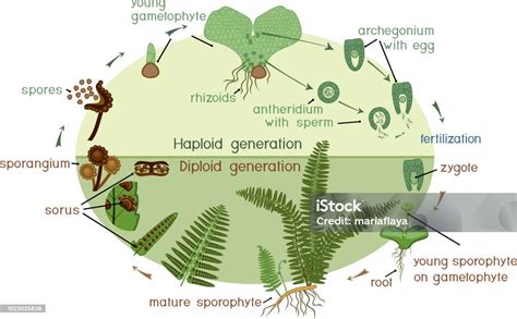 Life Cycle Of Fern Plant Life Cycle With Alternation Of Diploid Sporophytic And Haploid