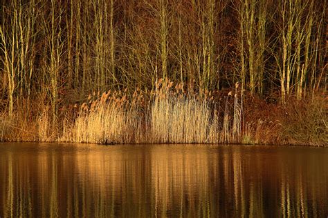 Banco De Imagens Panorama árvore Agua Natureza Floresta Pântano