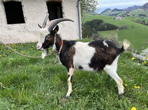 Tauernschecken Tauernschecken Bock Kaufen Landwirt