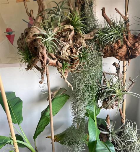 Schefflera Care Guide For Thriving Houseplants