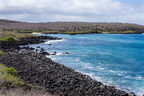 Island Conservation Breeding Efforts May Resurrect Giant Tortoise ...