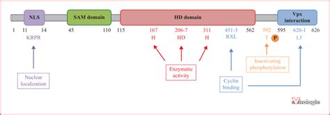 John Libbey Eurotext Virologie Samhd Mechanisms Of Regulation And