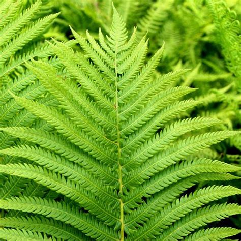 Athyrium filix-femina - Midwest Groundcovers, LLC