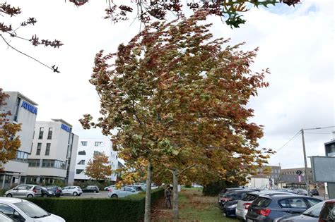 Temp Te Isha Rennes Et L Ille Et Vilaine Restent En Vigilance Jaune