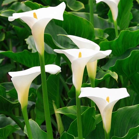 Buy Arum Lily Zantedeschia Aethiopica Crowborough £899 Delivery By Crocus