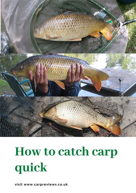 How To Catch Carp Quick Carp Carp Fishing Fish