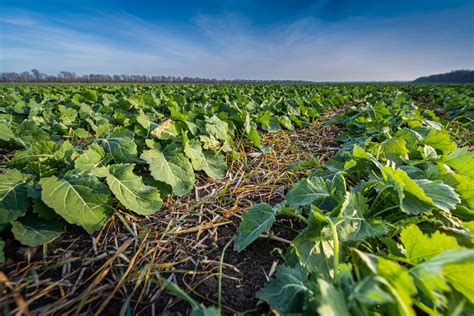 Agronomy Insights Alberta Canola