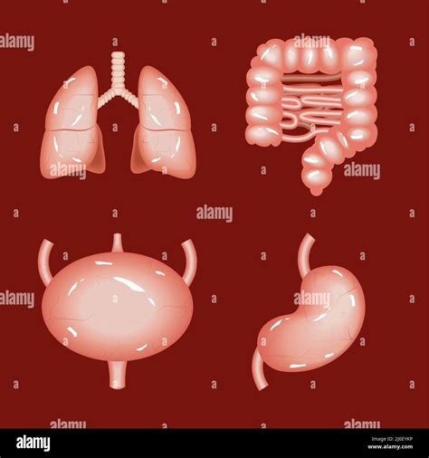 Symbole Menschliche Innere Organe Stock Vektorgrafik Alamy