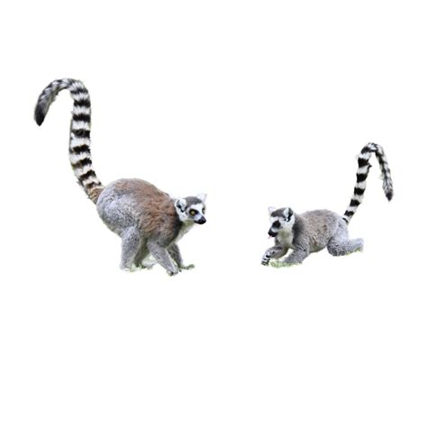 Gray Tail Lemur Cute Animals Grey Tunneous Lemur Lemur Png