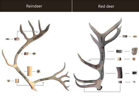 Morphology And Structure Of A Reindeer Antler B Red Deer Download