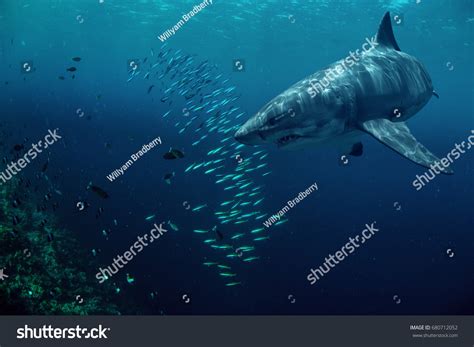 5,849 Hunting shark Images, Stock Photos & Vectors | Shutterstock