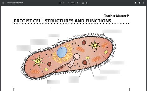 Protist Cell Diagram Diagram | Quizlet