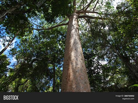 Rainforest Kuranda Image & Photo (Free Trial) | Bigstock