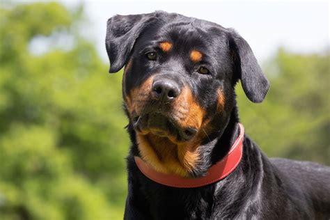 Rottweiler Temperament Lifespan And Size Britannica