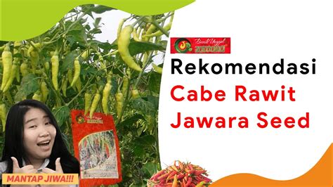 Benih Cabe Rawit Asal Jawara Seed Ribuan Youtube