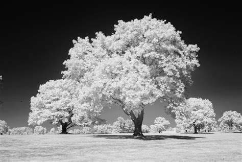 Why You Should Try Infrared Photography – Kolari Vision