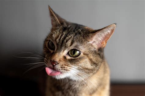 Understanding Cat Drooling Causes Symptoms And Treatment