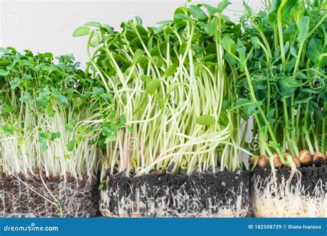 Growing Microgreens Sprouts Stock Image Image Of Ingredient Natural