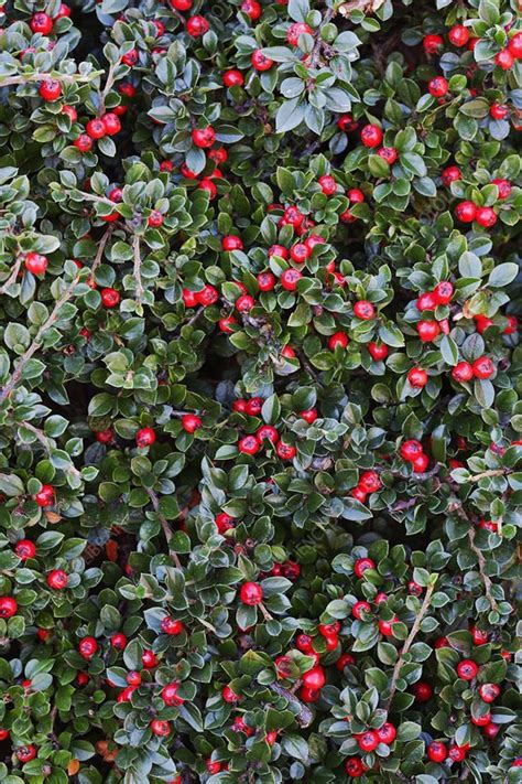 Cotoneaster Horizontalis Stock Image C004 2336 Science Photo Library