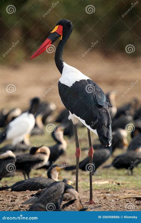 La Position De L Senegalensis Saddlebilled Ephippiorhynchus Des