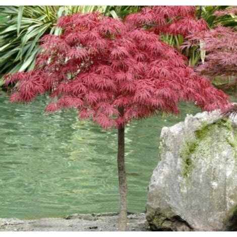 Acero Rosso Giapponese Acer Palmatum Dissectum Garnet Vaso X