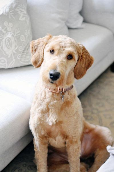 goldendoodle cut - Google Search | Goldendoodle haircuts, Goldendoodle ...