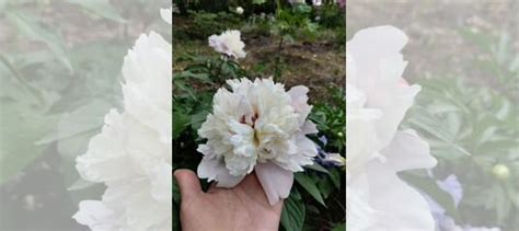 Саженцы пиона. Клубни купить в Краснодаре | Товары для дома и дачи | Авито